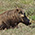 Wildschwein, Addo Elephant Park