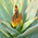 Junge Blüte einer Aloe Forex